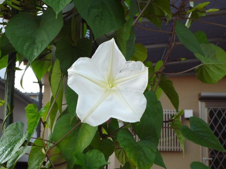 大きな白い花
